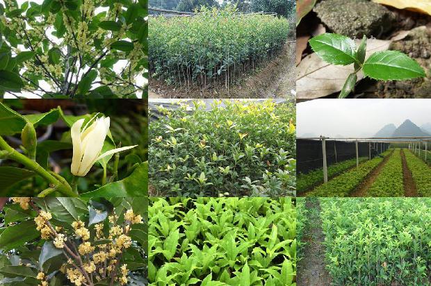 种桂花树用什么肥料好1679364786864