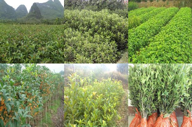 种桂花树用什么肥料好1679364786911