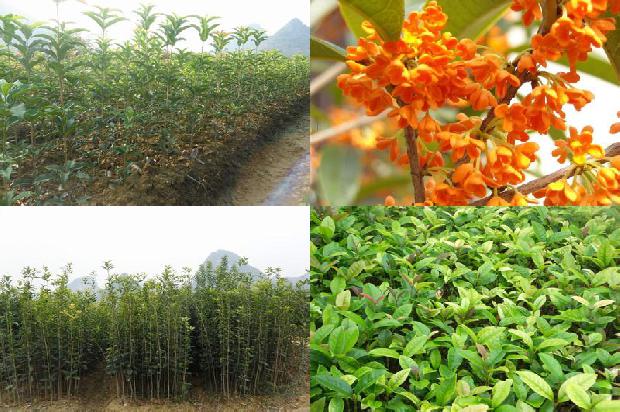 桂花树用什么农家肥施肥好1679364816128