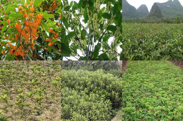 桂花树盆栽怎么养才长得好桂花树能浇淘米水吗1679364910742