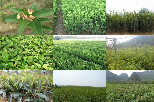 四季桂花树盆栽的管理1679365208135