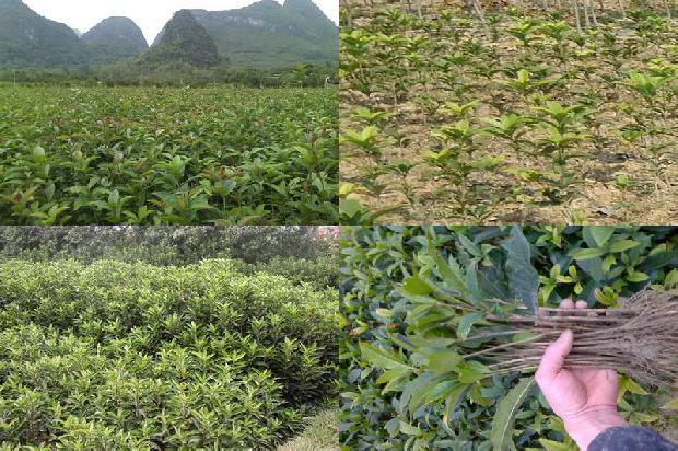 盆栽桂花冬天怎么浇水1679365906363