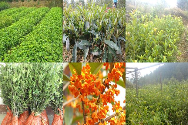 桂花盆栽用什么土最好活1679366010189