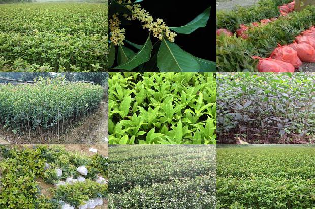 盆栽桂花树用什么土最好1679366071565