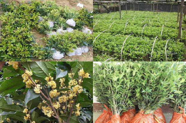 盆栽桂花叶尖干焦怎么办1679444356537
