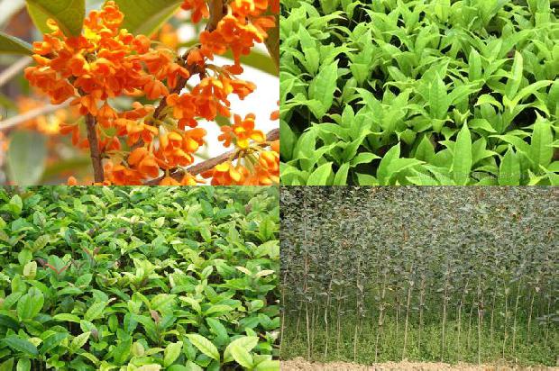 桂花树土板结如何是好?1679444875983