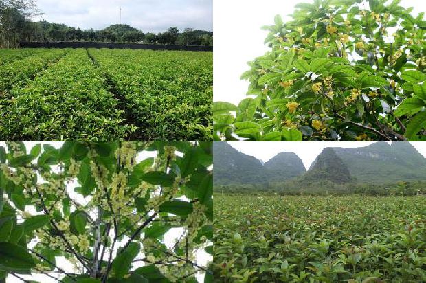 江苏桂花树苗批发报价1690677775188