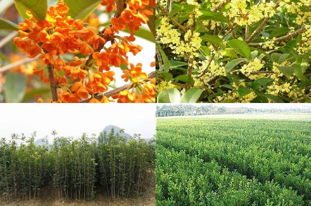 桂花用复合肥施肥行吗有毒吗1679446187545