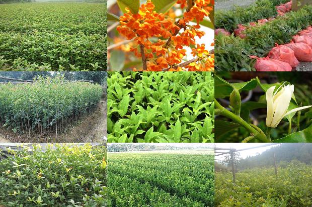 室内可以养四季开花的桂花树吗?1679447776816