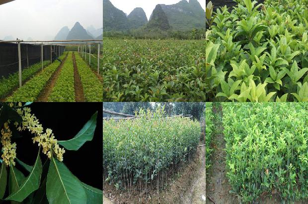 月桂树开花是桂花吗?1689838489250
