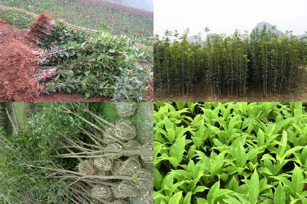 桂花树如何移植成活率更高1679449424209