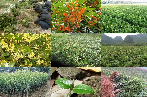 适合北方庭院种植的桂花桂花花期1688431801547