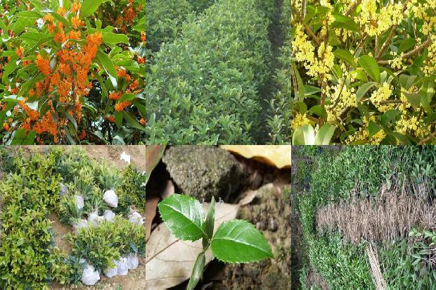 桂花树摆放在大门外好吗风水1679450509213