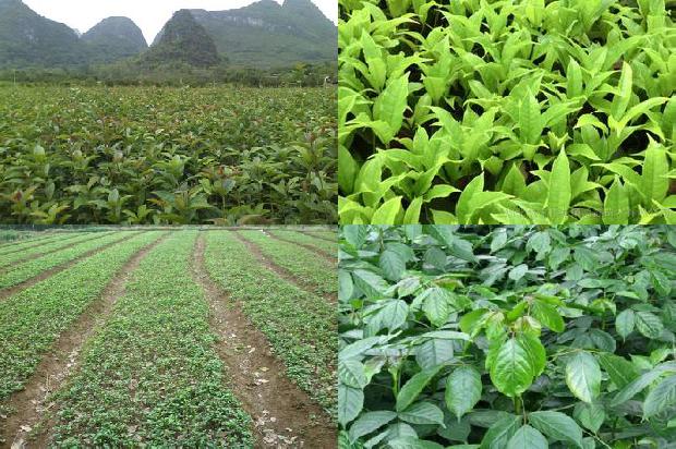 在家里种的桂花树能正对大门口吗1679450538124