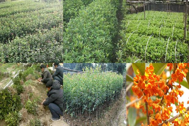 在家里种的桂花树能正对大门口吗1679450538171