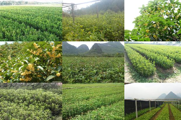 桂花树种大门前右边好还是左边好1679450655498