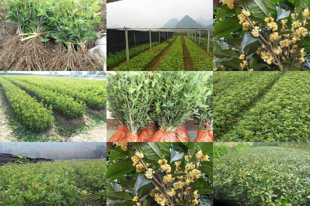桂花树栽在家门口风水1679450717199