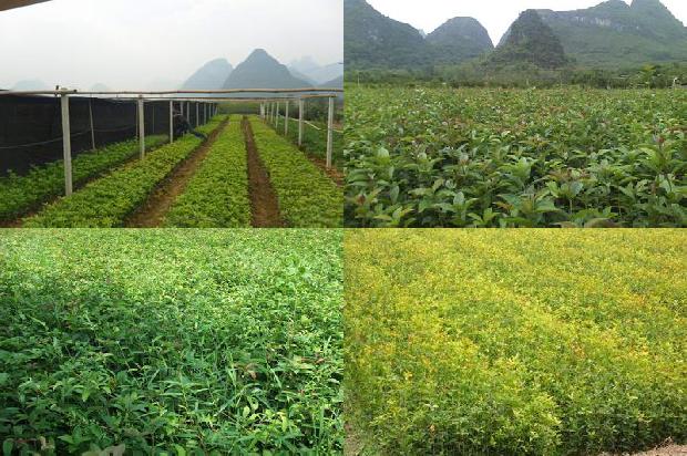 桂花树栽大门左右哪边好1679450749519