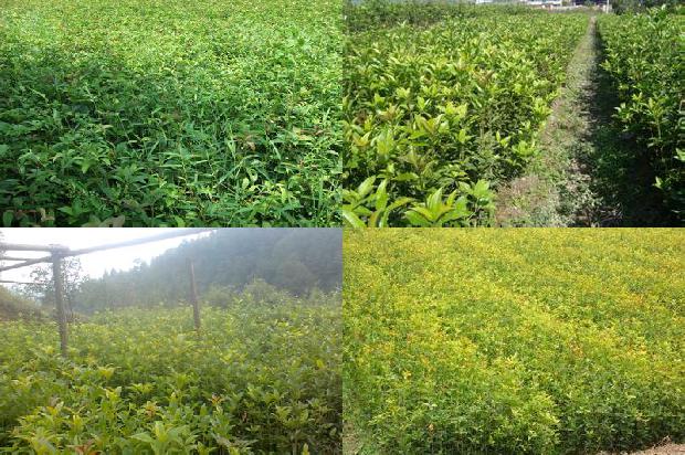 怎样把鲜桂花制成干桂花1689034980007