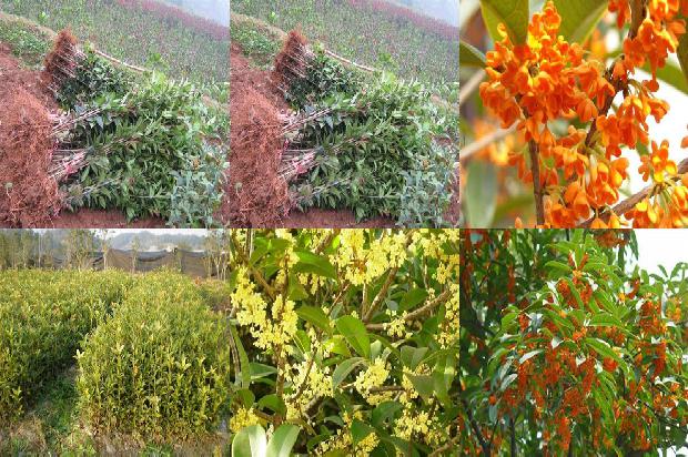 盆栽的桂花可以每天喷水吗1679451839008