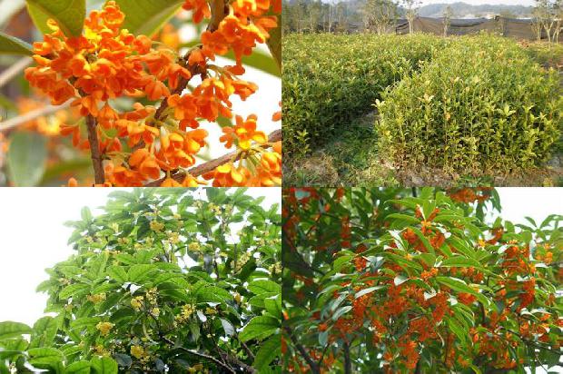 风水学桂花树种在家里什么地方好1679452138873