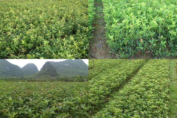 门前桂花树能不能够砍掉?1679452227443