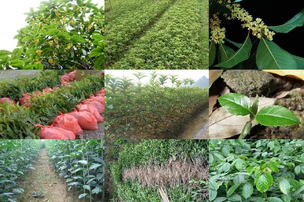 桂花可以和茶叶桂圆一起泡吗1689577095791