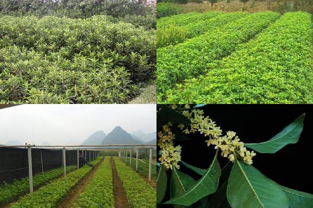 带锯齿桂花树叶有几种1679452883928