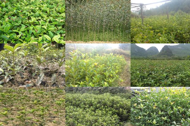 桂花树适合种在屋前还是屋后1679530535135