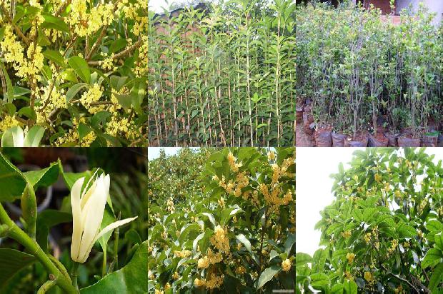 桂花树种在屋后什么位置好1679531833548