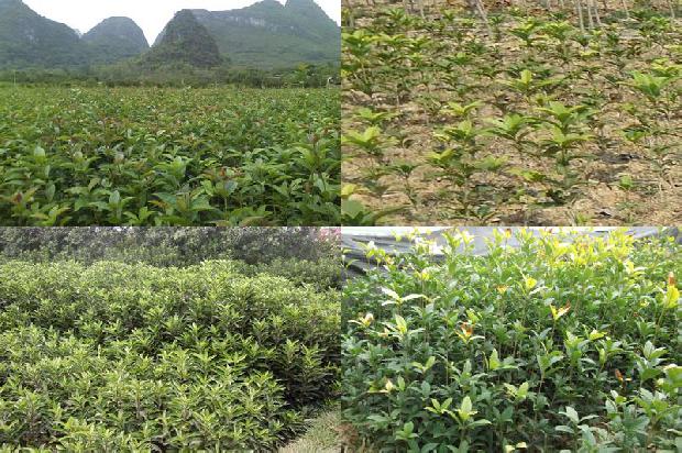 桂花树房屋后面位置好吗?1679532281810