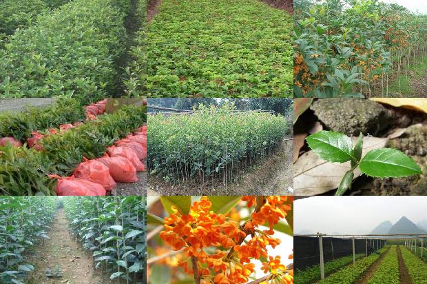 桂花树种在房子的什么位置风水好一点1679532642825
