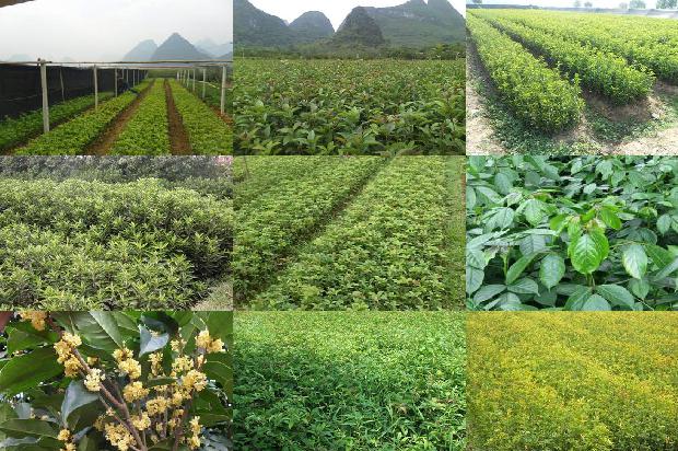 后院种桂花树风水好吗1679533418002