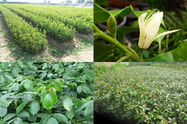 十公分的桂花树是什么样的树木1689986097142