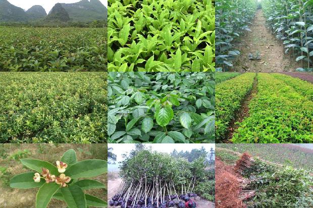 桂花树能种阳台上吗?1679534968238