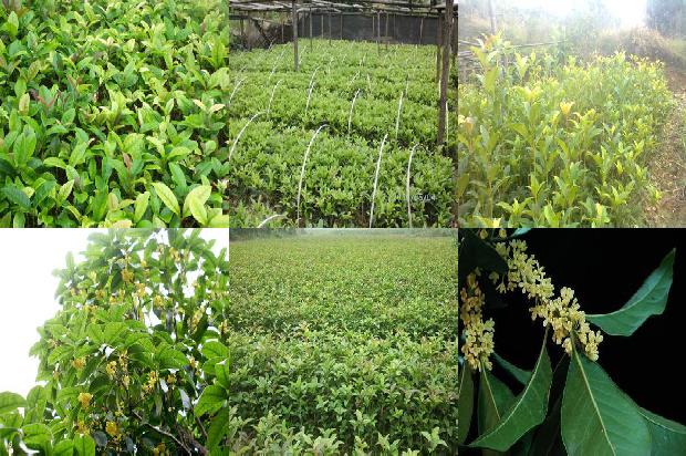 桂花树可以栽在阳台上吗1679535019910