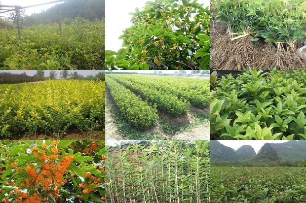 家里能不能栽桂花树1679536561015