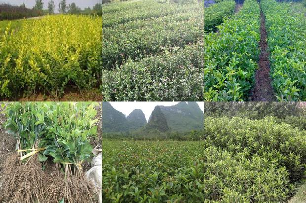 什么时候种桂花树最好温度1679536718326