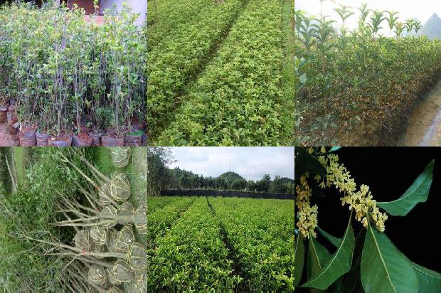 桂花树如何种植培养1679536766904