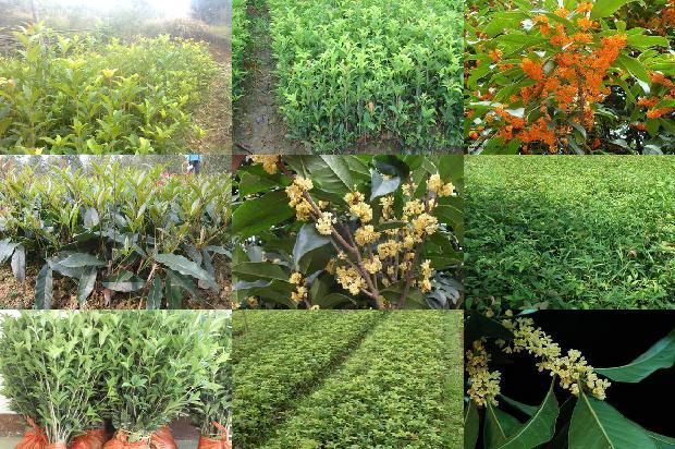 桂花树如何种植培养1679536766951