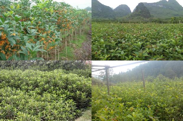 桂花茶的功效与作用泡水喝的功效是什么呢1689381525467