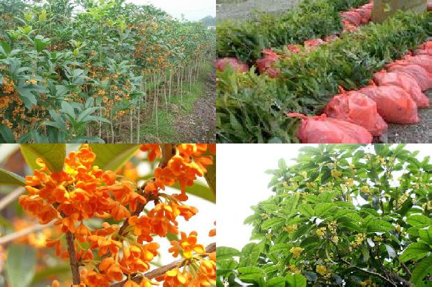 庭院种桂花树好不好养1679537076597
