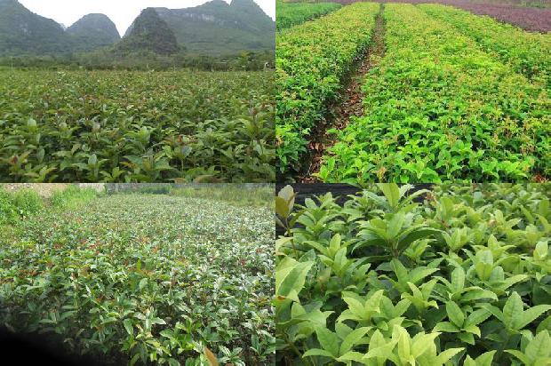 庭院种植桂花树风水1679537736329