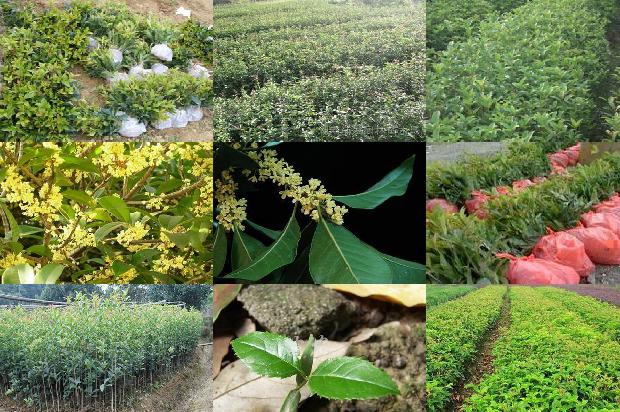 桂花树是不是属阴性植物1679538024516