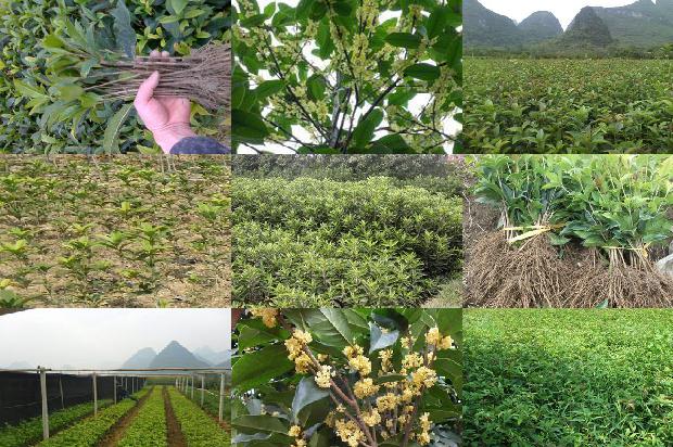 家里适合种植桂花树吗风水好吗1679538803266