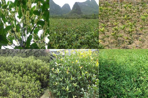 一月份开的桂花品种1688861334643