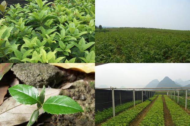 桂花树在院子里种植的位置风水好吗1679539417338