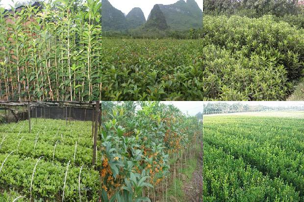 桂花树在院子里种植的位置风水好吗1679539417385