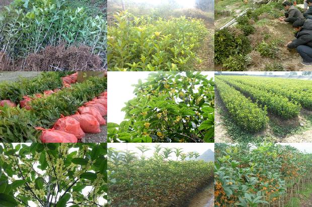 桂花树在院子里种植的位置风水好吗1679539417433