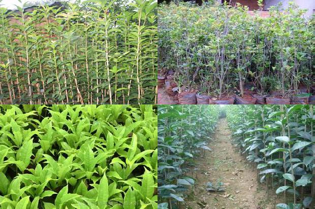 桂花树在院子里种植的位置风水好吗1679539417481